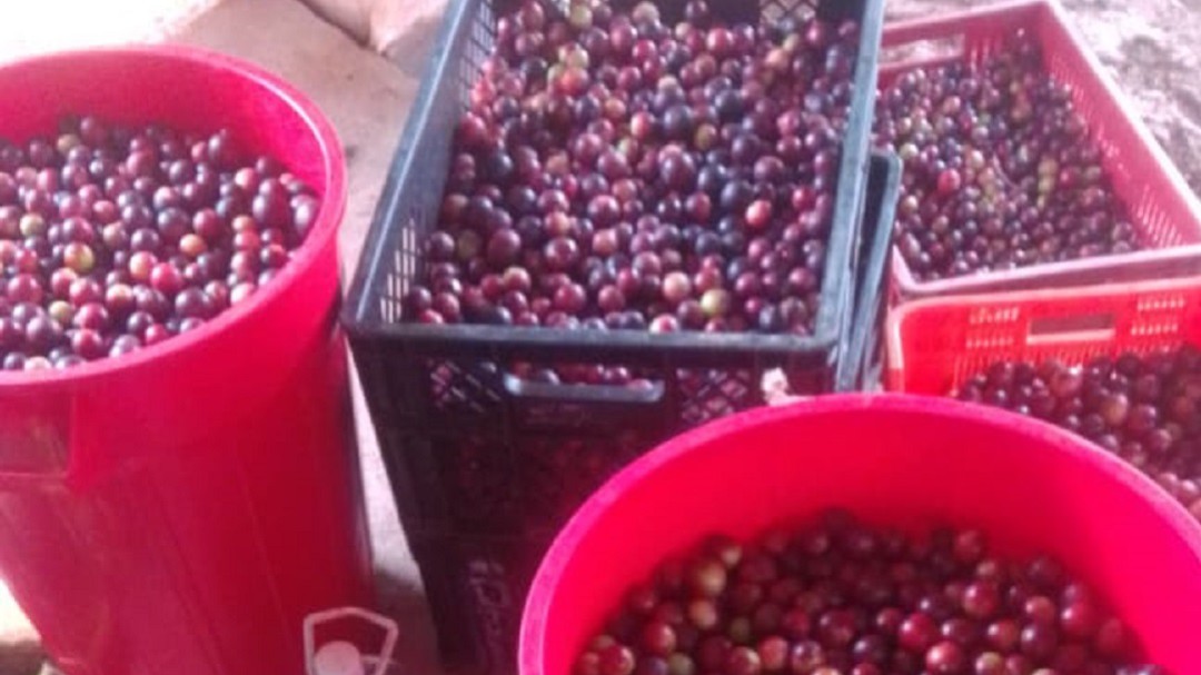 consumo de frutas y verduras en colombia 2020
