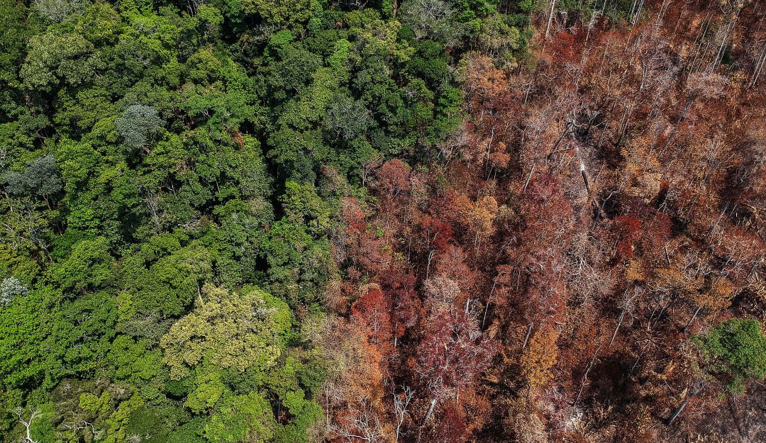 Amazonía: En 33 Años La Amazonía Perdió Dos Millones De Hectáreas De ...