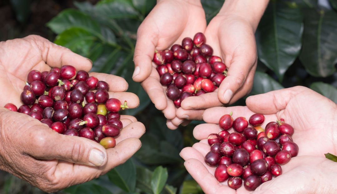 Comenzó el plan para la atención de la cosecha cafetera en Antioquia | Medellín | Caracol Radio