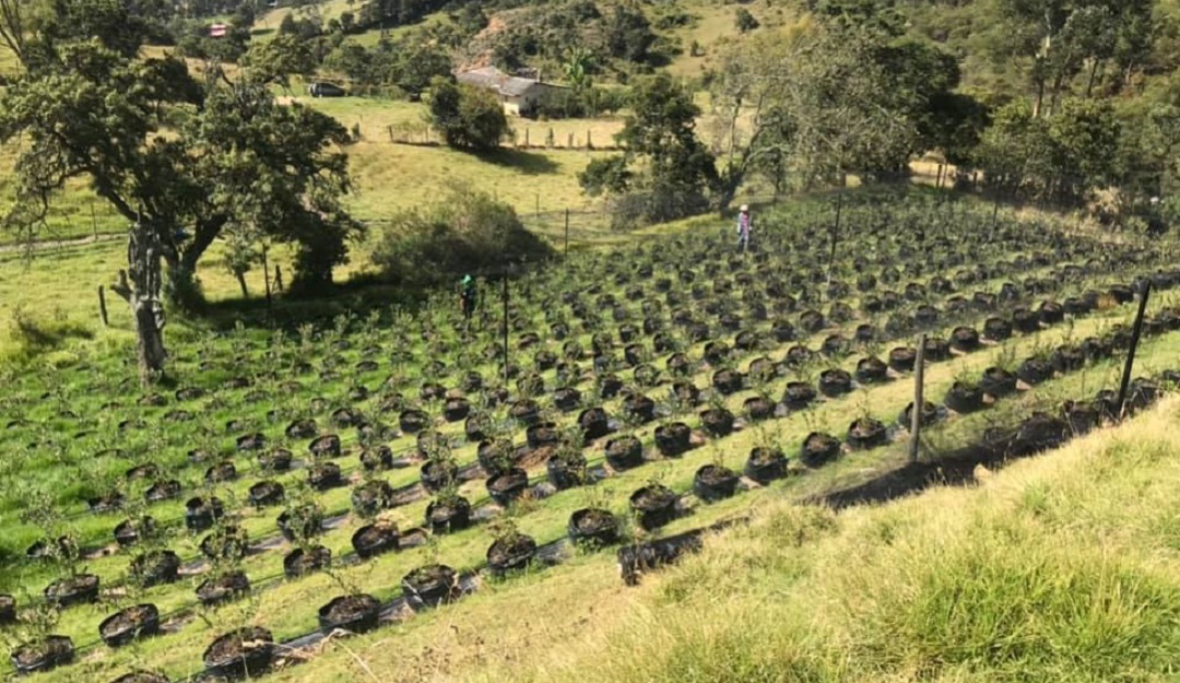 Campo, finca, cultivos arándanos: Volver al campo, una ...