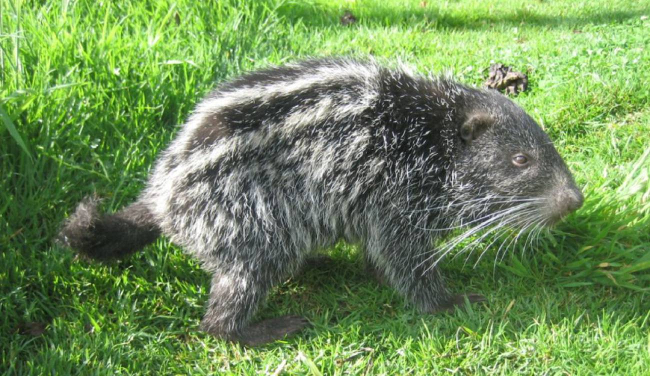 Fauna Corpocaldas Pacarana Liberadas En Manizales Especies En Peligro De Extincion Manizales Caracol Radio