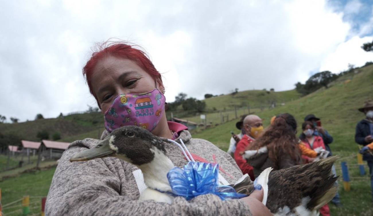 Noticias Bogotá: En busca de un hogar para 300 patos | Bogotá | Caracol