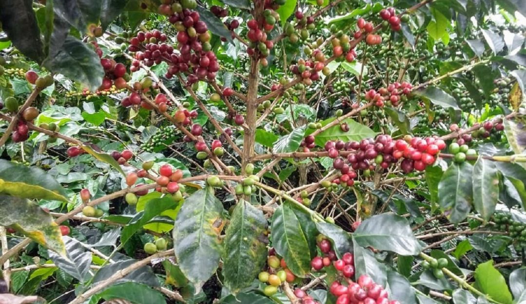 Producción café Colombia El café, producto clave en el