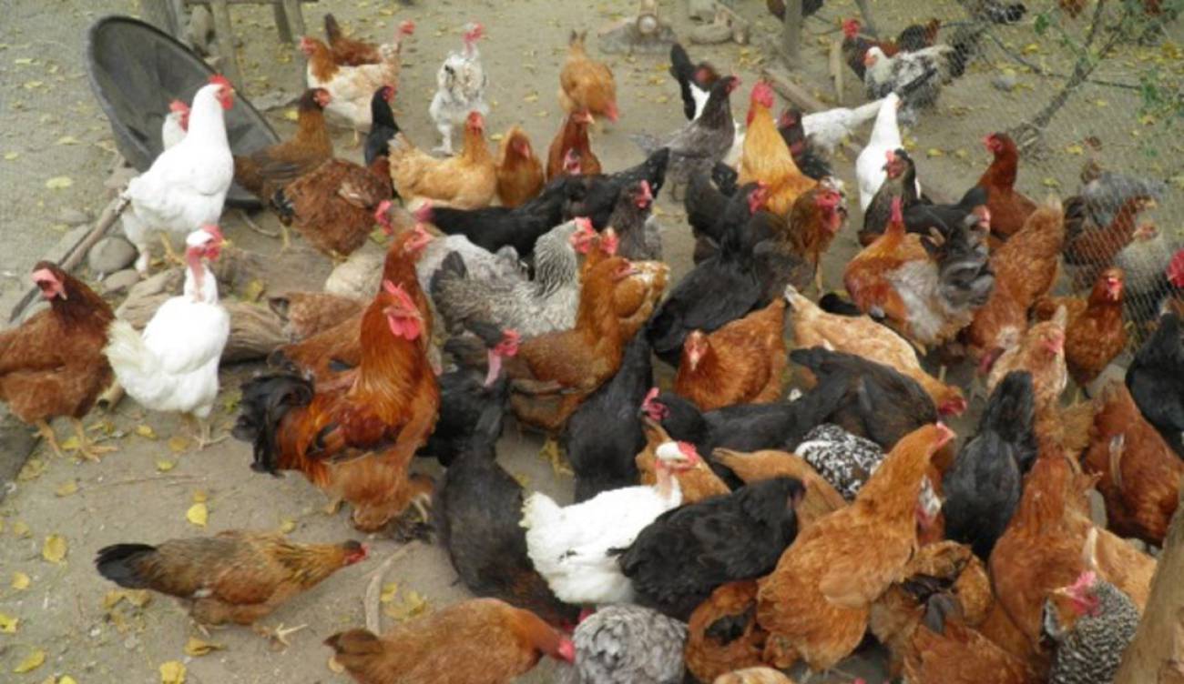 Gallinas libres, Uniminuto Cría de gallinas agroecológicas, una