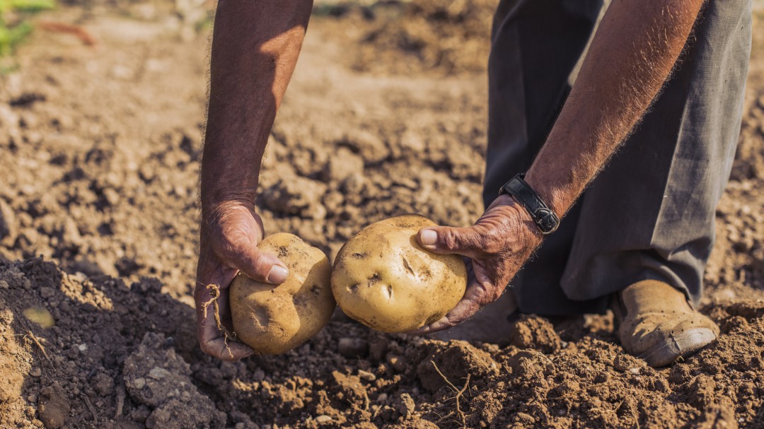 Reto 2021, apoyo y pago justo para los campesinos: Gobernación Cundinamarca