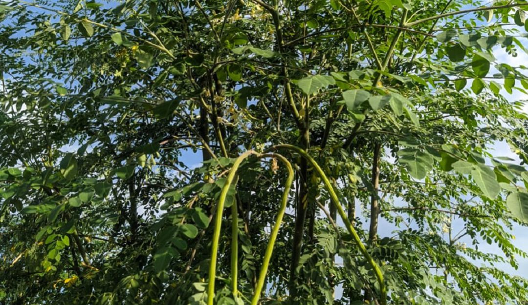 Moringa Oleifera Ben La Moringa Una Planta Milagrosa Al Campo Caracol Radio