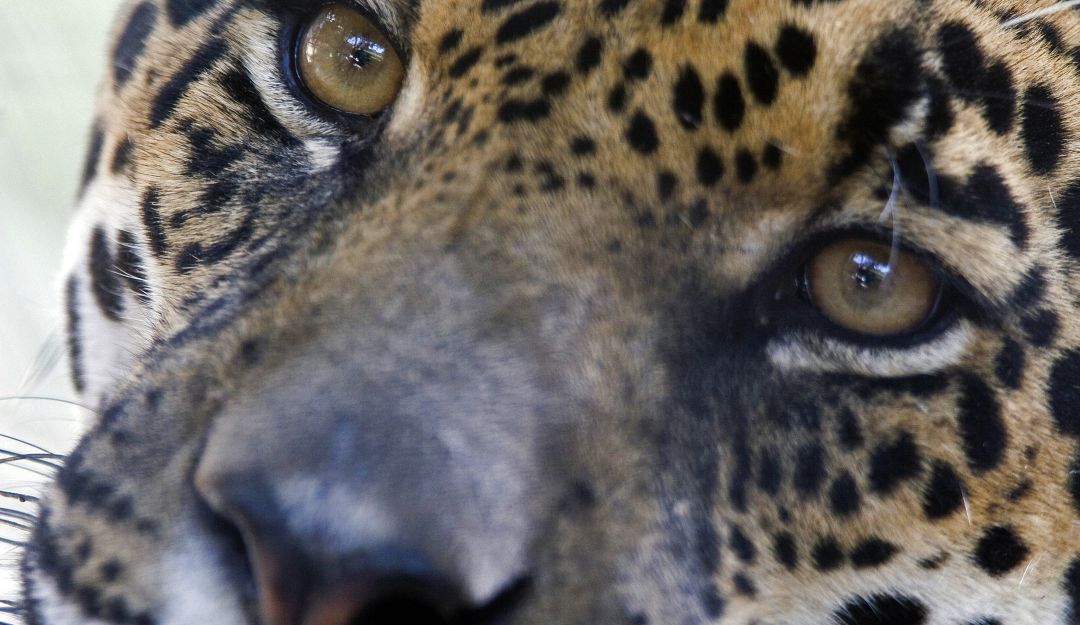Jaguares en Colombia Avanza la protección del Jaguar en Colombia