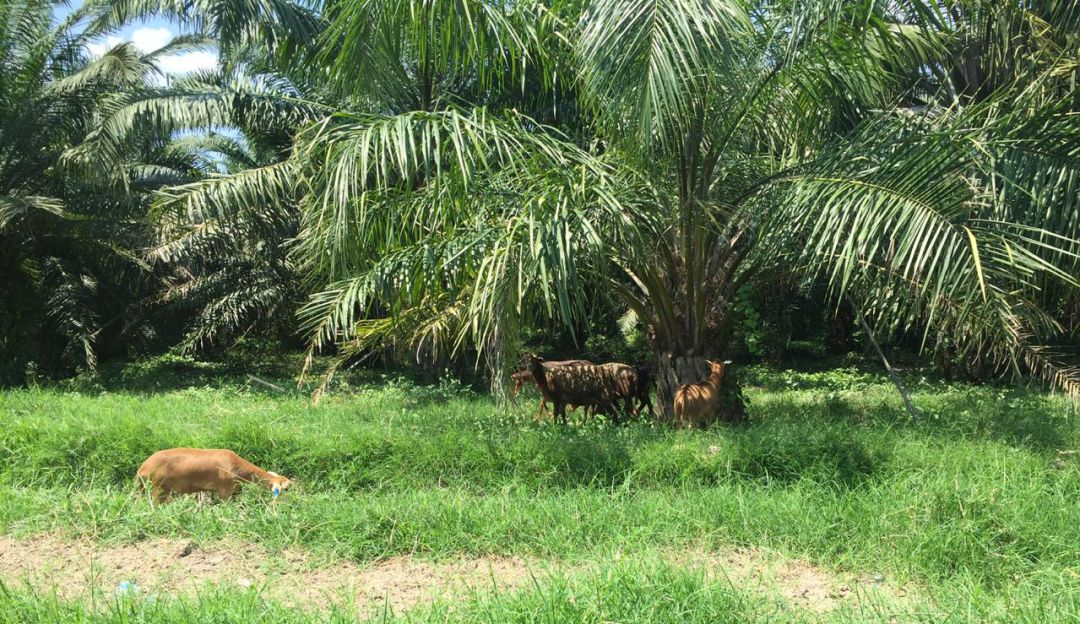 Environment: Agroecology and silvopastoral livestock promote in El Retén, Magdalena |  To field