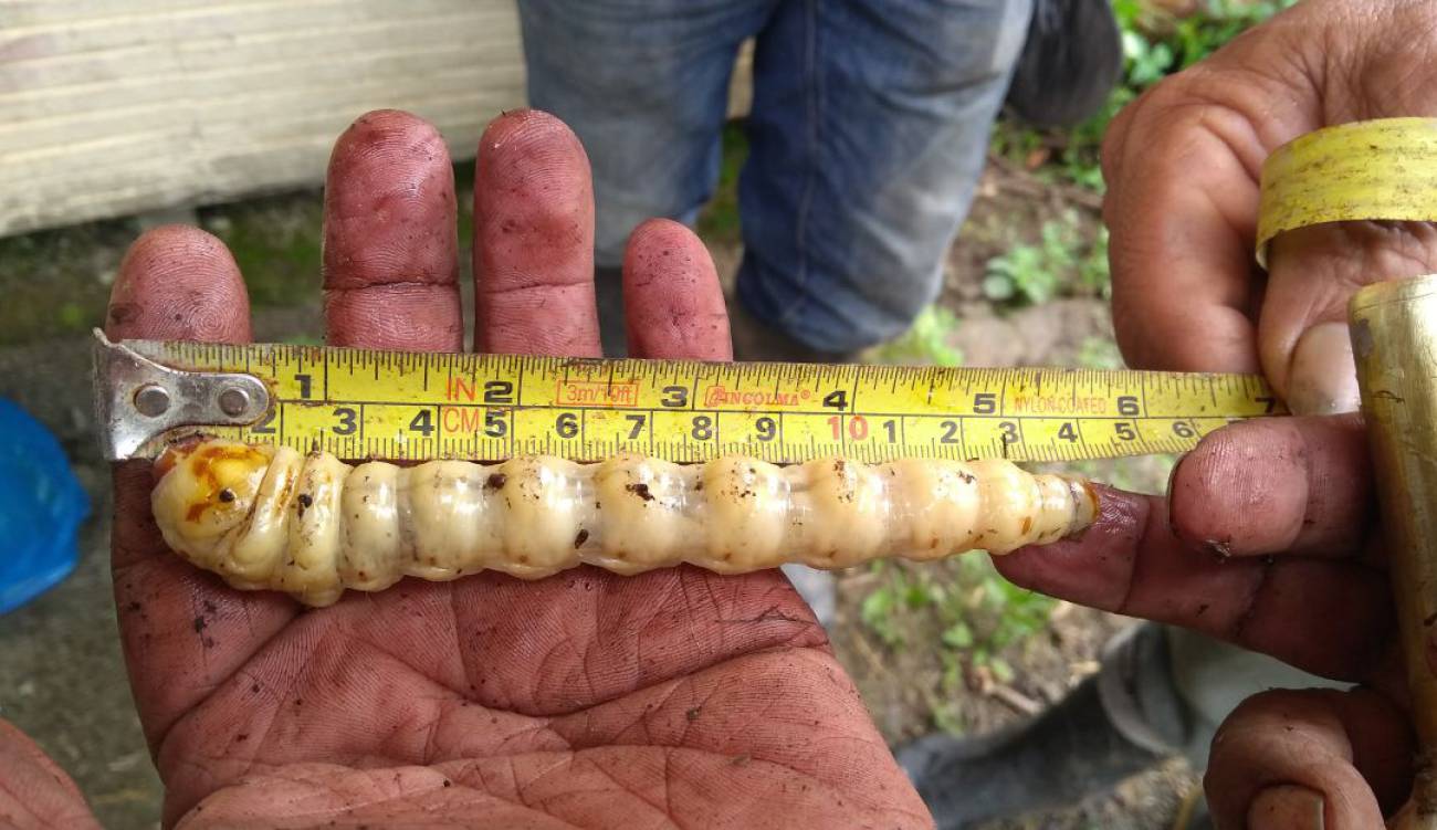 Plagas: Gusano barrenador gigante amenaza cultivos de caña y plátano ...