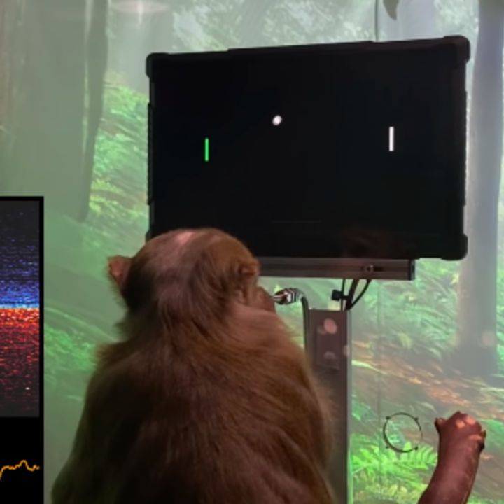 Video: Elon Musk muestra a un mono que juega videojuegos con la mente