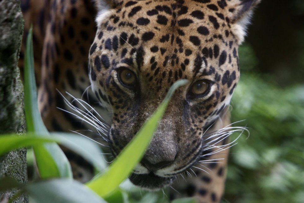 Fotografía de un jaguar el 20 de abril de 2021, en el Parque de la Conservación, en Medellín Colombia. Fotografía de un jaguar el 20 de abril de 2021, en el Parque de la Conservación, en Medellín Colombia.