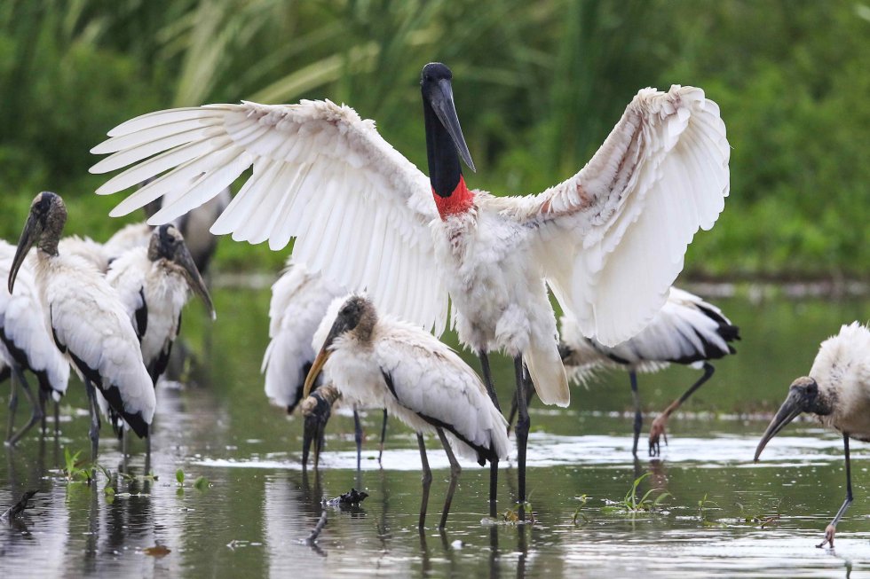 En el marco del Día Mundial de la Tierra, entra en vigor el Acuerdo de Escazú en América Latina, un ambicioso tratado para salvaguardar el medio ambiente, en una región destacada por su biodiversidad pero con infames problemáticas como la deforestación de la selva amazónica.Parque Nacional Palo Verde, San José - Costa Rica En el marco del Día Mundial de la Tierra, entra en vigor el Acuerdo de Escazú en América Latina, un ambicioso tratado para salvaguardar el medio ambiente, en una región destacada por su biodiversidad pero con infames problemáticas como la deforestación de la selva amazónica.Parque Nacional Palo Verde, San José - Costa Rica