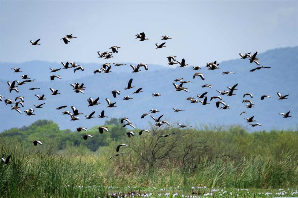 En el marco del Día Mundial de la Tierra, entra en vigor el Acuerdo de Escazú en América Latina, un ambicioso tratado para salvaguardar el medio ambiente, en una región destacada por su biodiversidad pero con infames problemáticas como la deforestación de la selva amazónica.Parque Nacional Palo Verde, San José - Costa Rica En el marco del Día Mundial de la Tierra, entra en vigor el Acuerdo de Escazú en América Latina, un ambicioso tratado para salvaguardar el medio ambiente, en una región destacada por su biodiversidad pero con infames problemáticas como la deforestación de la selva amazónica.Parque Nacional Palo Verde, San José - Costa Rica