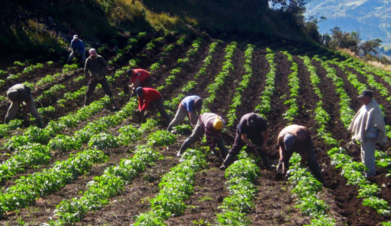 productores agrícolas en riesgo de mperder la producción Productores agrícolas en riesgo de productores agrícolas en riesgo de mperder la producción Productores agrícolas en riesgo de