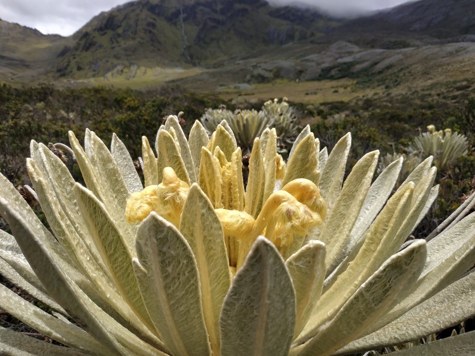 Cerca de 500 especies de plantas habitan en Almorzadero, una cantidad que representa el 9% de la flora de páramo de Colombia. Los frailejones centenarios, encargados de captar y almacenar agua, son sus mayores representantes. Cerca de 500 especies de plantas habitan en Almorzadero, una cantidad que representa el 9% de la flora de páramo de Colombia. Los frailejones centenarios, encargados de captar y almacenar agua, son sus mayores representantes.