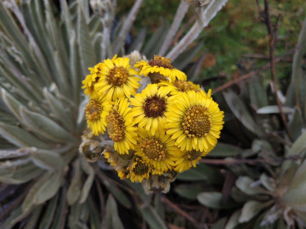 Los frailejones del páramo del Almorzadero están floreciendo durante estos días. Por eso, los valles con estas plantas lucen amarillos y llenos de aves como colibríes. Los frailejones del páramo del Almorzadero están floreciendo durante estos días. Por eso, los valles con estas plantas lucen amarillos y llenos de aves como colibríes.