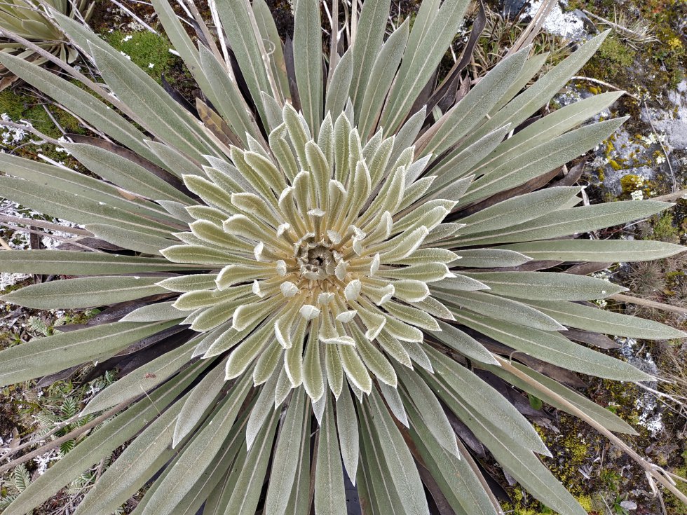 El agua de la lluvia queda almacenada dentro de los frailejones, plantas que después la liberan poco a poco para darle vida a humedales, lagunas y ríos. El agua de la lluvia queda almacenada dentro de los frailejones, plantas que después la liberan poco a poco para darle vida a humedales, lagunas y ríos.