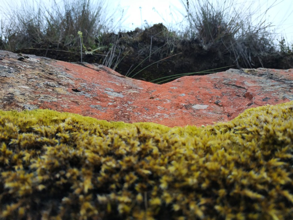 Capas del suelo en el páramo del Almorzadero: musgos, rocas rojizas y herbazales Capas del suelo en el páramo del Almorzadero: musgos, rocas rojizas y herbazales