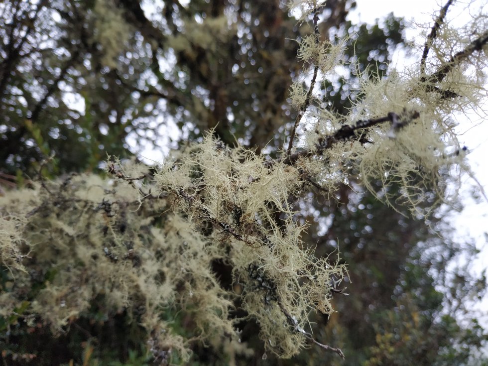 Las ramas de los árboles del bosque altoandino, ecosistema que le da paso al páramo, lucen pijamas de musgos, líquenes y barbas de viejo Las ramas de los árboles del bosque altoandino, ecosistema que le da paso al páramo, lucen pijamas de musgos, líquenes y barbas de viejo