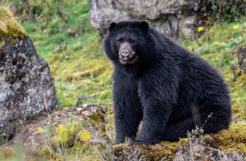 Más de 60 osos de anteojos han sido avistados en el páramo de Chingaza, el emporio hídrico que le surte agua al 80% de la población de Bogotá Más de 60 osos de anteojos han sido avistados en el páramo de Chingaza, el emporio hídrico que le surte agua al 80% de la población de Bogotá
