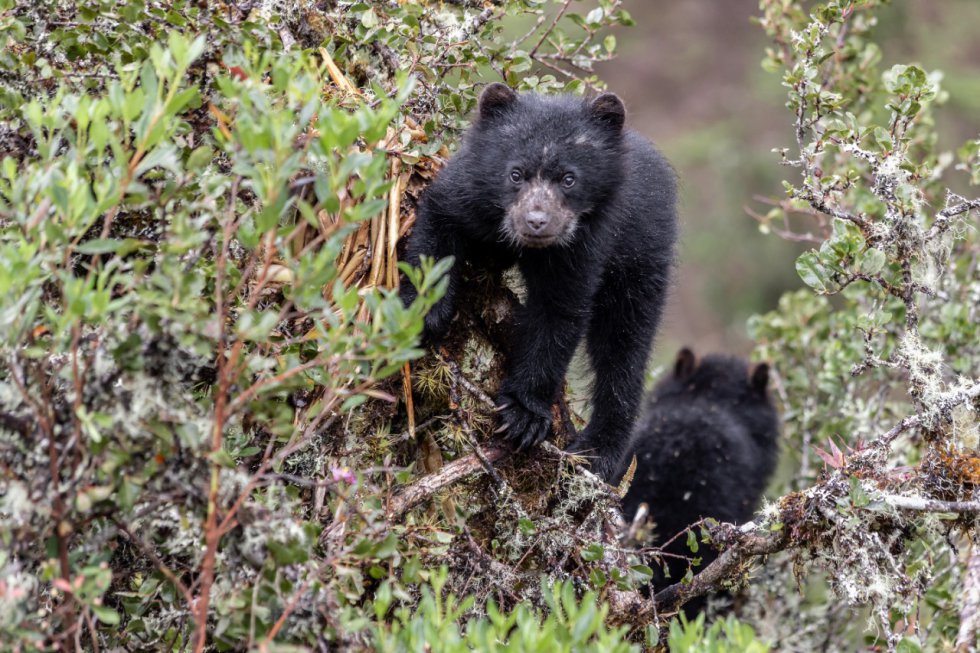 La población de osos de anteojos de Chingaza es variada. Las cámaras trampa y avistamientos de Parques Nacionales Naturales han registrado machos y hembras, tanto adultos, juveniles y crías. La población de osos de anteojos de Chingaza es variada. Las cámaras trampa y avistamientos de Parques Nacionales Naturales han registrado machos y hembras, tanto adultos, juveniles y crías.