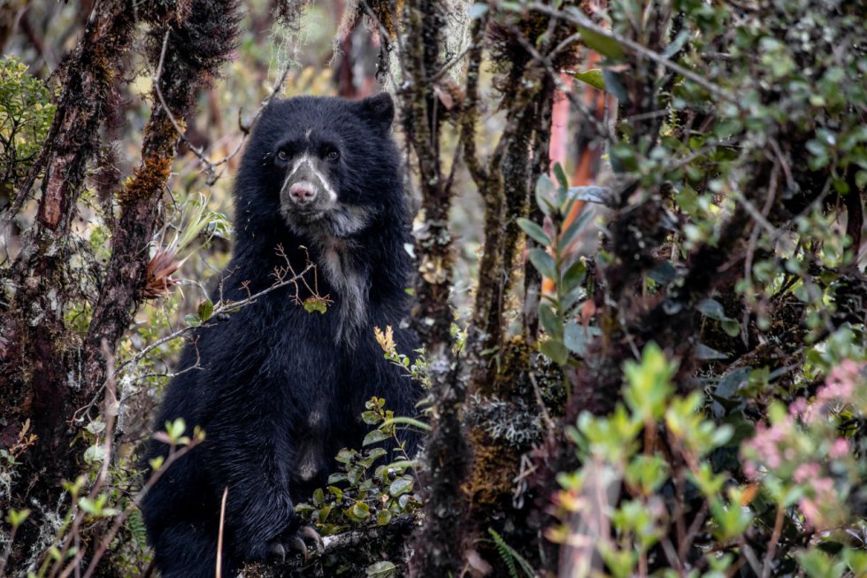 Según Juan Carlos Clavijo, jefe del Parque Nacional Natural Chingaza, el buen estado ambiental del páramo de Chingaza es la principal razón de la gran cantidad de osos de anteojos. Según Juan Carlos Clavijo, jefe del Parque Nacional Natural Chingaza, el buen estado ambiental del páramo de Chingaza es la principal razón de la gran cantidad de osos de anteojos.