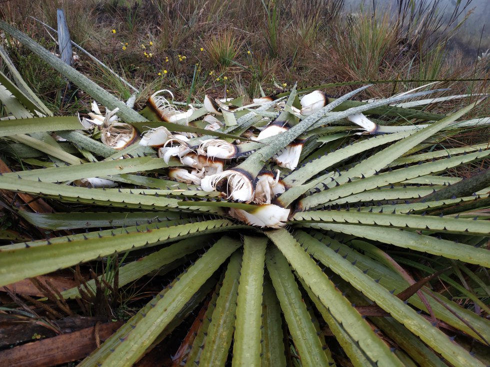 La puya es una planta típica de los ecosistemas de páramo. Esta especie, repleta de pequeñas espinas, es la principal fuente de alimento para el oso de anteojos. La puya es una planta típica de los ecosistemas de páramo. Esta especie, repleta de pequeñas espinas, es la principal fuente de alimento para el oso de anteojos.