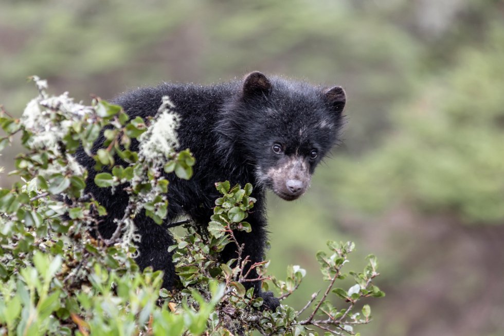 La presencia de crías de osos de anteojos en Chingaza indica que el páramo le ofrece alimento, refugio y hogar a la especie. La presencia de crías de osos de anteojos en Chingaza indica que el páramo le ofrece alimento, refugio y hogar a la especie.