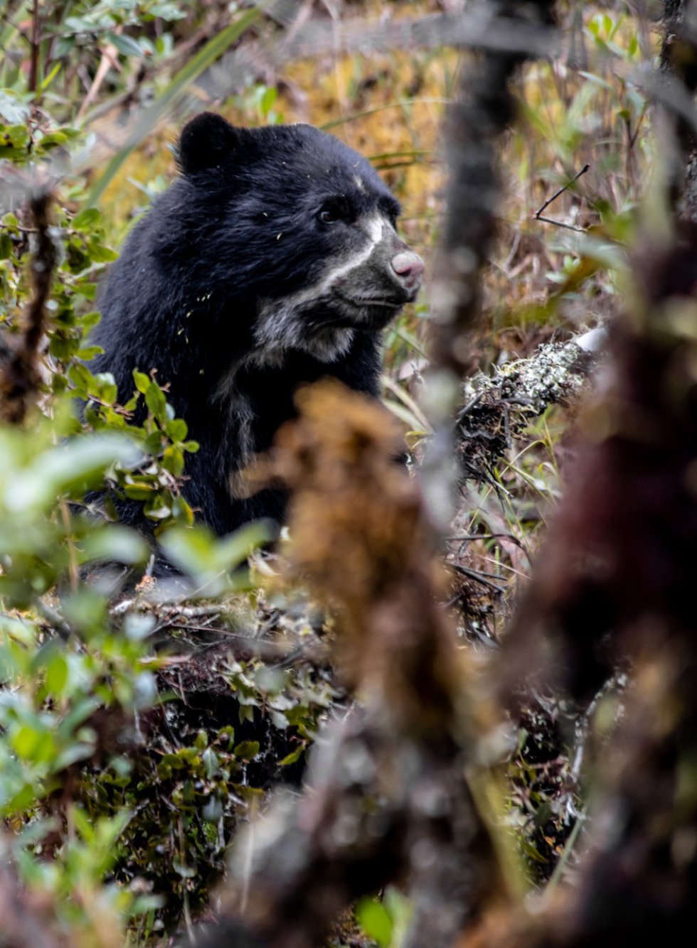 El oso de anteojos habita a lo largo de la cordillera de los Andes, desde Venezuela hasta Bolivia, pasando por Colombia, Ecuador y Perú. El oso de anteojos habita a lo largo de la cordillera de los Andes, desde Venezuela hasta Bolivia, pasando por Colombia, Ecuador y Perú.