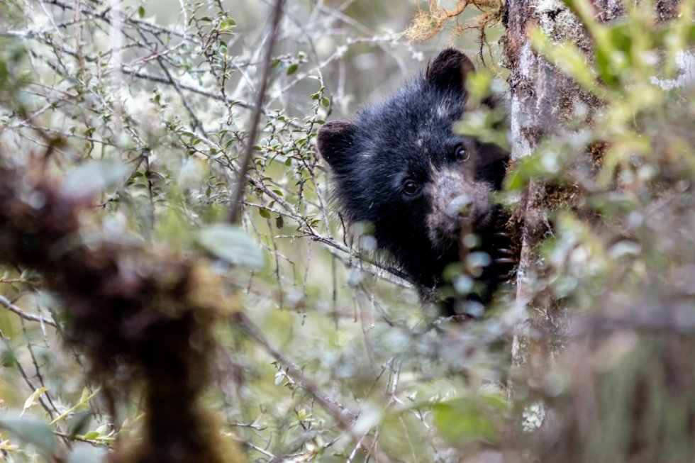 Según la Unión Internacional para la Conservación de la Naturaleza, el oso de anteojos está en la categoría de vulnerable a la extinción. Según la Unión Internacional para la Conservación de la Naturaleza, el oso de anteojos está en la categoría de vulnerable a la extinción.