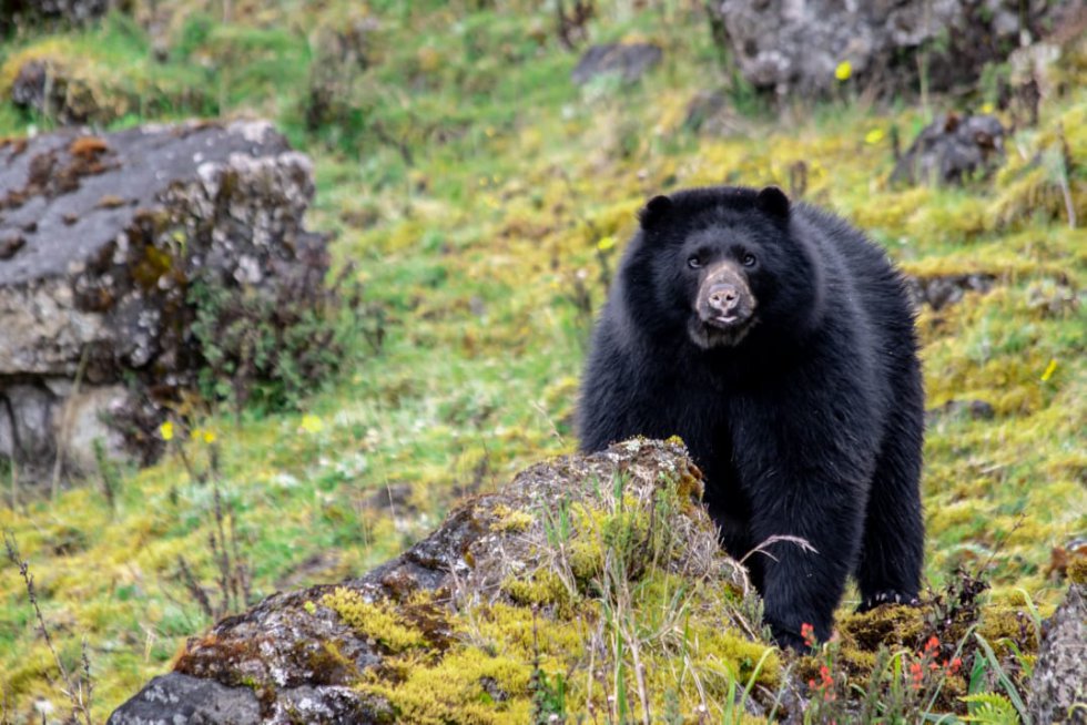 Los osos de anteojos machos miden entre 1,5 y 2 metros y alcanzan a pesar hasta 175 kilogramos. Aunque es en gran medida vegetariano, también llega a consumir carcasas de animales muertos. Los osos de anteojos machos miden entre 1,5 y 2 metros y alcanzan a pesar hasta 175 kilogramos. Aunque es en gran medida vegetariano, también llega a consumir carcasas de animales muertos.