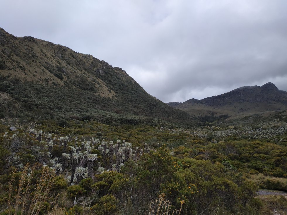 En las más de 2,9 millones de hectáreas paramunas de Colombia hay más de 4.000 especies de plantas, muchas de ellas únicas en el mundo En las más de 2,9 millones de hectáreas paramunas de Colombia hay más de 4.000 especies de plantas, muchas de ellas únicas en el mundo