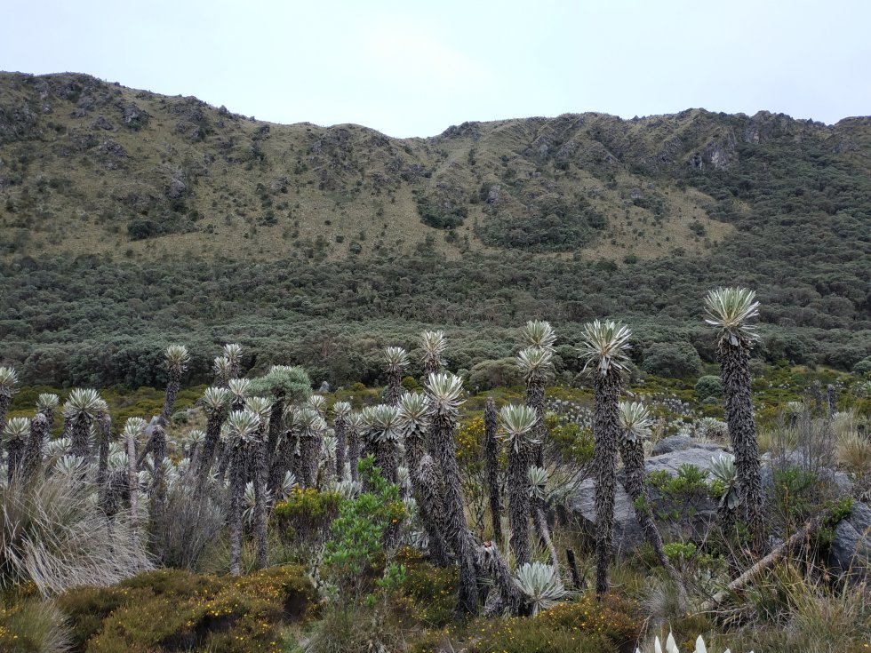 Con 20 especies registradas, Guantiva-La Rusia es el páramo del país con mayor riqueza de frailejones Con 20 especies registradas, Guantiva-La Rusia es el páramo del país con mayor riqueza de frailejones