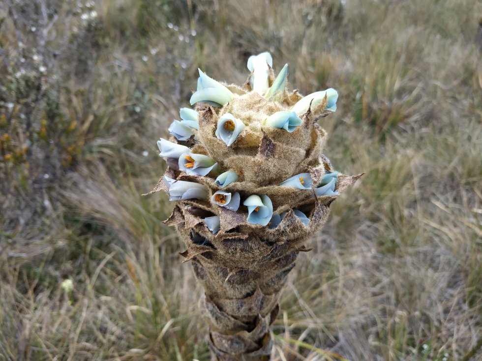 Una puya florecida, una de las plantas que más come el oso de anteojos en las zonas paramunas de Colombia Una puya florecida, una de las plantas que más come el oso de anteojos en las zonas paramunas de Colombia
