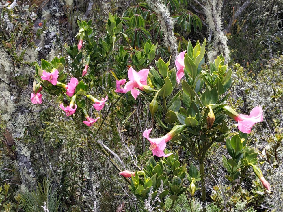 Symbolanthus, un género de plantas con flores que pertenece a la familia Gentianaceae Symbolanthus, un género de plantas con flores que pertenece a la familia Gentianaceae