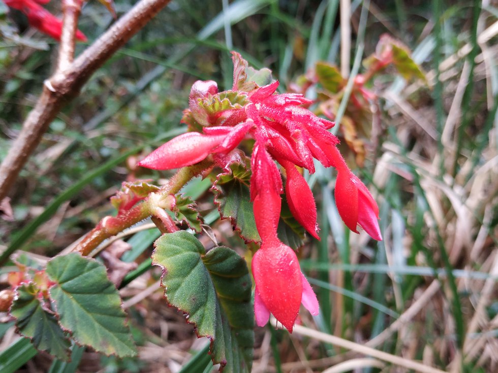 Begonia ferruginea aparece en las zonas de bosque altoandino que rodean el páramo Guantiva-La Rusia Begonia ferruginea aparece en las zonas de bosque altoandino que rodean el páramo Guantiva-La Rusia