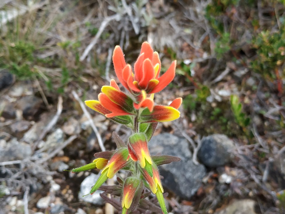 Liberal, cantimplora o trompetillo (Castilleja fissifolia), uno de los arbustos que habita en las zonas paramunas de Colombia Liberal, cantimplora o trompetillo (Castilleja fissifolia), uno de los arbustos que habita en las zonas paramunas de Colombia