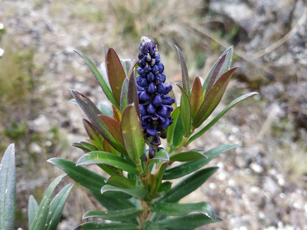 Monnina salicifolia, arbusto con flores violeta, registrado en Guantiva-La Rusia Monnina salicifolia, arbusto con flores violeta, registrado en Guantiva-La Rusia