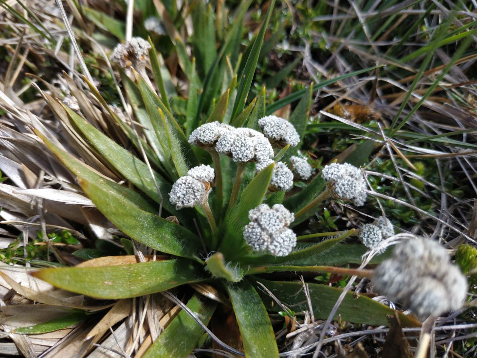 Paepalanthus paramensis, una de las plantas que solo habita en los páramos del país Paepalanthus paramensis, una de las plantas que solo habita en los páramos del país