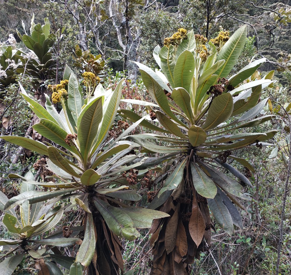 Espeletia pleiochasia, una de las especies de frailejones endémicas de Colombia que habita en las zonas de bosque altoandino de Guantiva-La Rusia Espeletia pleiochasia, una de las especies de frailejones endémicas de Colombia que habita en las zonas de bosque altoandino de Guantiva-La Rusia
