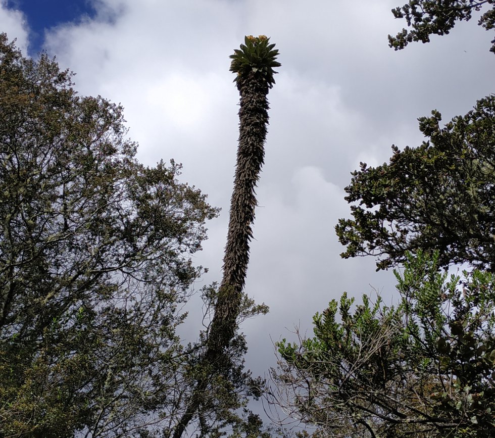 Algunos de los frailejones de Guantiva-La Rusia superan los 10 metros de altura Algunos de los frailejones de Guantiva-La Rusia superan los 10 metros de altura