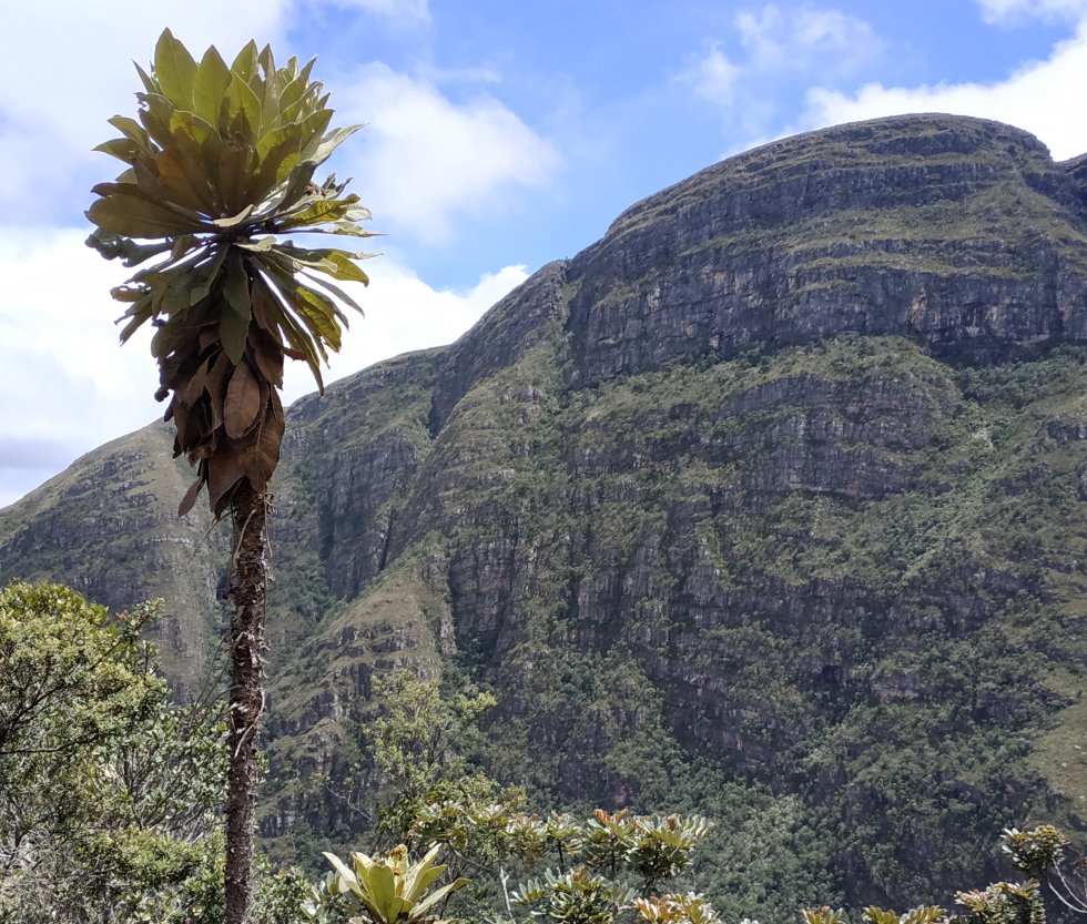 Nueve especies de frailejones en Guantiva-La Rusia presentan algún grado de amenaza Nueve especies de frailejones en Guantiva-La Rusia presentan algún grado de amenaza