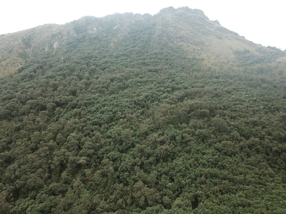 En el páramo Guantiva-La Rusia, ubicado en Boyacá y Santander, sobrevive el mayor parche o relicto de bosque de colorados, más de 16 hectáreas ubicadas en el municipio de Belén. En el páramo Guantiva-La Rusia, ubicado en Boyacá y Santander, sobrevive el mayor parche o relicto de bosque de colorados, más de 16 hectáreas ubicadas en el municipio de Belén.