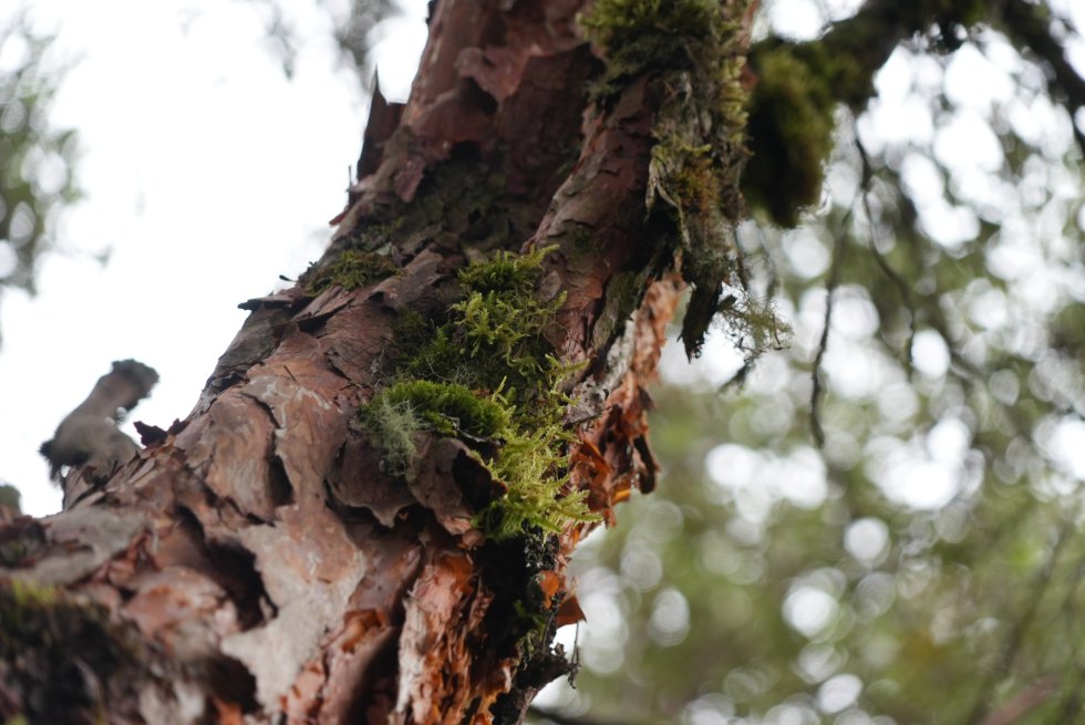 El colorado es una especie nativa de la cordillera Oriental de Colombia que solo habita en los páramos. La deforestación lo tiene en graves aprietos. El colorado es una especie nativa de la cordillera Oriental de Colombia que solo habita en los páramos. La deforestación lo tiene en graves aprietos.