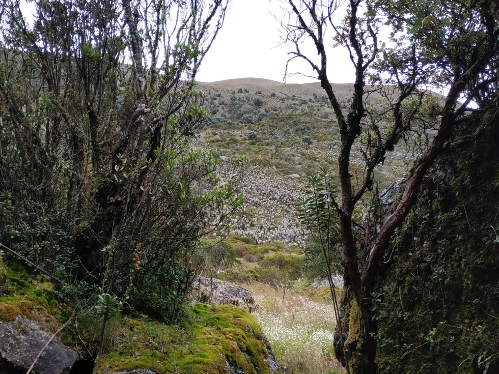 En Guantiva-La Rusia, los árboles colorados crecen a la misma altura que los frailejones. En Guantiva-La Rusia, los árboles colorados crecen a la misma altura que los frailejones.