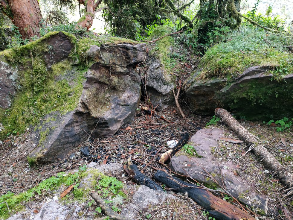 Las fogatas y basuras por parte de algunos campesinos están afectando al mayor parche de bosque de colorados del país. Las fogatas y basuras por parte de algunos campesinos están afectando al mayor parche de bosque de colorados del país.