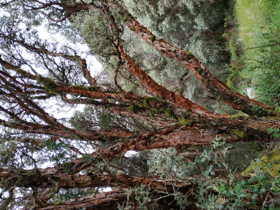 En Boyacá, el colorado es conocido como el árbol insignia de los páramos. En Boyacá, el colorado es conocido como el árbol insignia de los páramos.