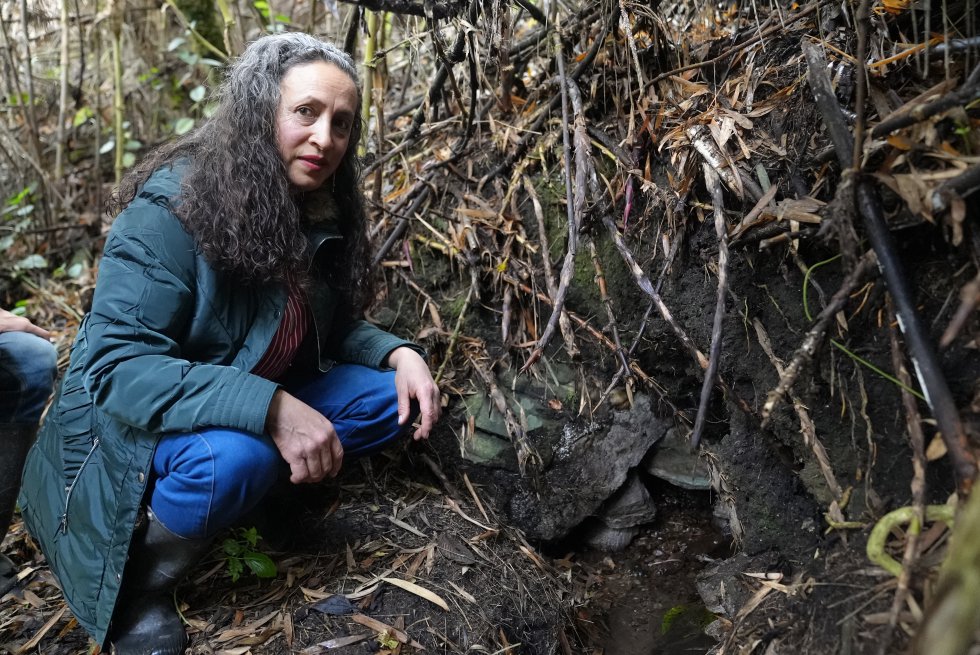 Marina Pabón, una mujer de 55 años nacida en el municipio de Mutiscua, tiene un tesoro en su finca: un nacimiento de agua que nutre al gran río Zulia y el cual cuida como si fuera uno de sus hijos. Lleva décadas sembrando árboles nativos y ahora tiene un cultivo de arándanos orgánicos. Marina Pabón, una mujer de 55 años nacida en el municipio de Mutiscua, tiene un tesoro en su finca: un nacimiento de agua que nutre al gran río Zulia y el cual cuida como si fuera uno de sus hijos. Lleva décadas sembrando árboles nativos y ahora tiene un cultivo de arándanos orgánicos.