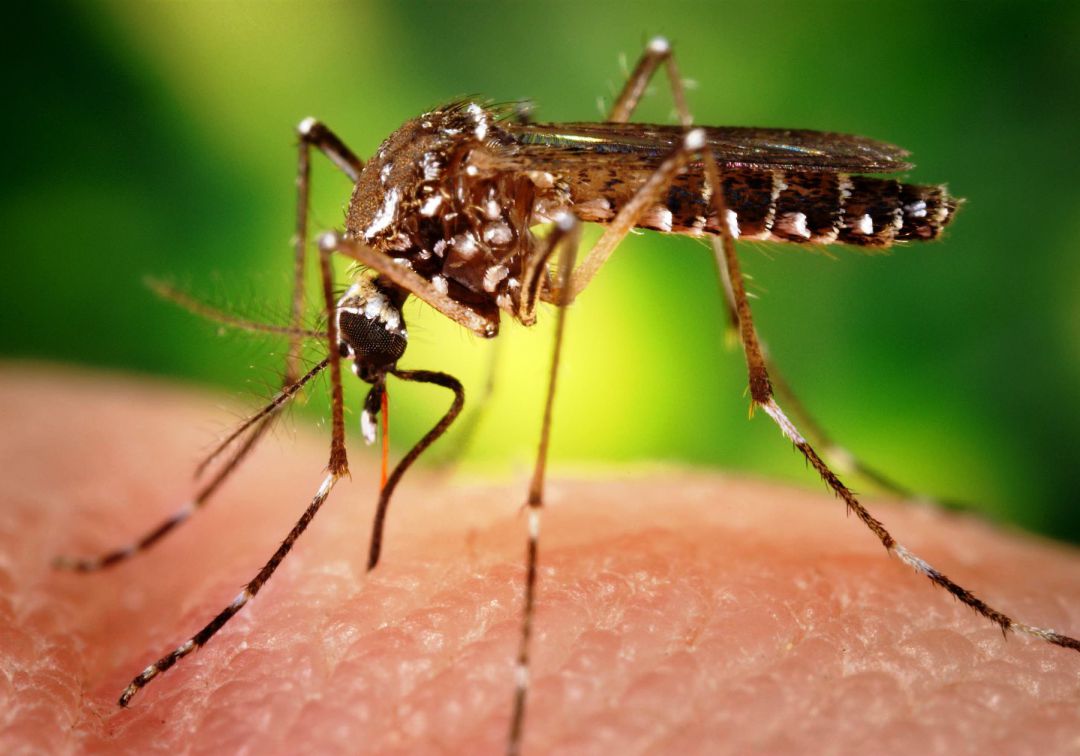 Cartagena pide ayuda al Gobierno Nacional para hacerle frente al dengue
