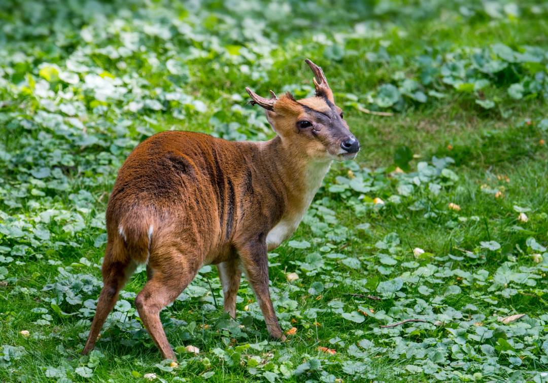 Detectan 65 virus desconocidos en animales que se consumen en Asia